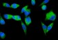 Anti-SND1 Antibody Picoband™ (monoclonal, 5F5E9)